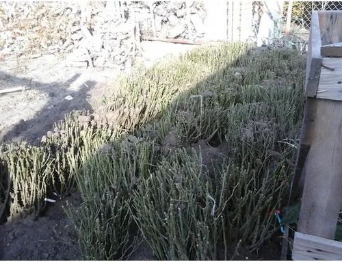 RÓŻA wielkokwiatowa jasno czerwona - sadzonki 20 / 30 cm na Arena.pl