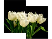 80X70CM BIAŁE TULIPANY MARK FREETH DUO OBRAZ