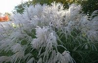 TRAWA MISKANT chiński MEMORY PAKIET 5 sztuk