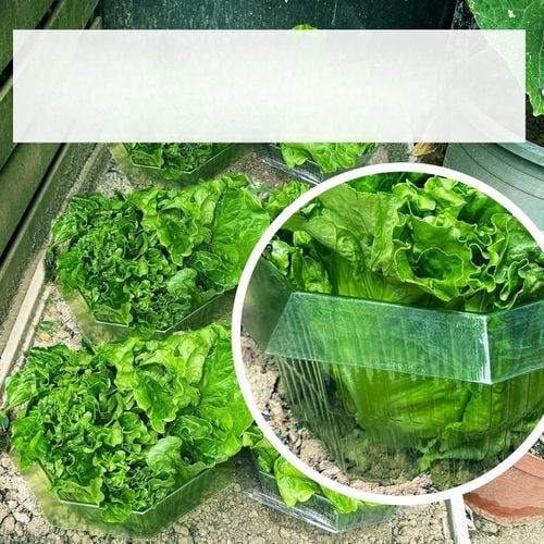 Osłona Przeciw Ślimakom 20szt Zielony Kołnierz Ochronny na Rośliny 24cm na Arena.pl