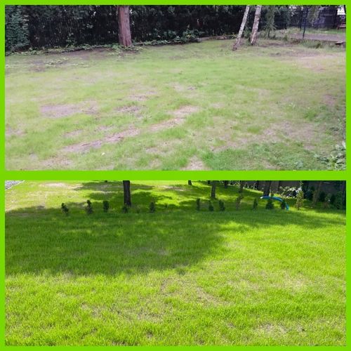 Trawa UNIWERSALNA nasiona trawy SAMOZAGĘSZCZAJĄCA odporna na DEPTANIE 25kg na Arena.pl