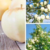 SADZONKI DRZEWKA OWOCOWE JABŁOŃ ANTONÓWKA BIAŁA ŚMIETANKOWA