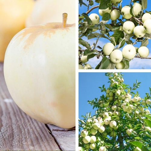 SADZONKI DRZEWKA OWOCOWE JABŁOŃ ANTONÓWKA BIAŁA ŚMIETANKOWA na Arena.pl