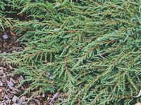 Jałowiec pospolity GREEN CARPET Zielony dywan