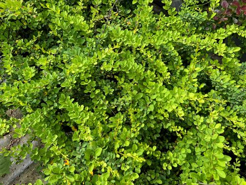 Berberys Thunberga 'Green Carpet' Zielony Dywan (Berberis thunbergii) na Arena.pl