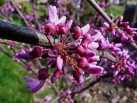 Judaszowiec kanadyjski Ruby Atkinson 60-80cm 5L