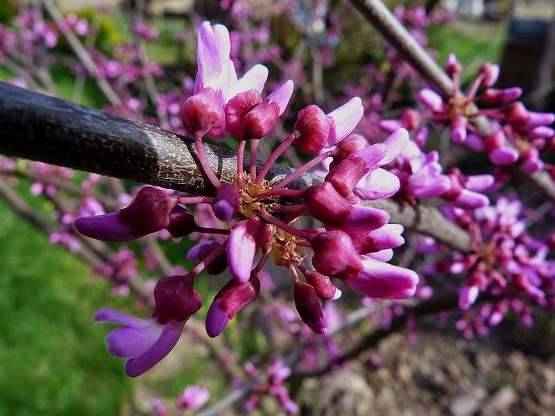 Judaszowiec kanadyjski Ruby Atkinson 60-80cm 5L zdjęcie 1