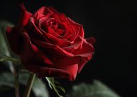 product-compare-59394974