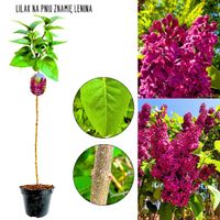 Lilak Znamię Lenina intensywny zapach NA PNIU 50-90 cm