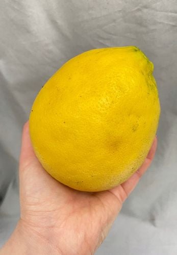 CYTRYNA SKIERNIEWICKA Cytrus na Arena.pl