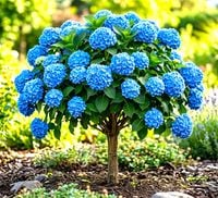 HORTENSJA OGRODOWA SZCZEPIONA NA PNIU NIEBIESKA 80 CM