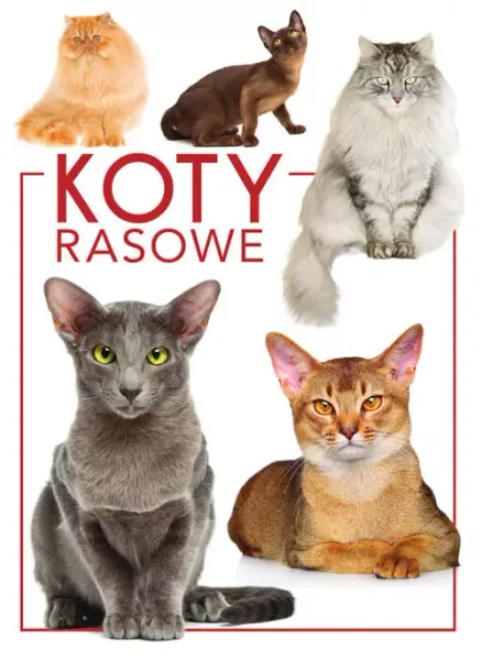 Koty rasowe zdjęcie 1