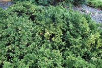 C2 CYPRYSIK NANA VARIEGATA