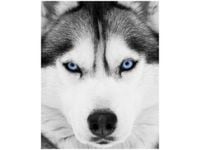 40X50CM WŁADCZE SPOJRZENIE OBRAZ