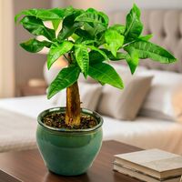 Pachira Aquatica Pachira wodna drzewko szczęścia! D9cm TYPU BONSAI