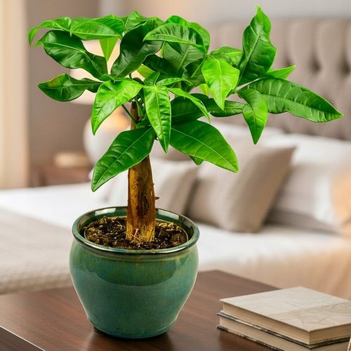 Pachira Aquatica Pachira wodna drzewko szczęścia! D9cm TYPU BONSAI na Arena.pl