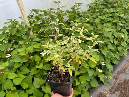 Barbula klandońska 'White Surprise' Białe Liście (Caryopteris clandonensis) na Arena.pl