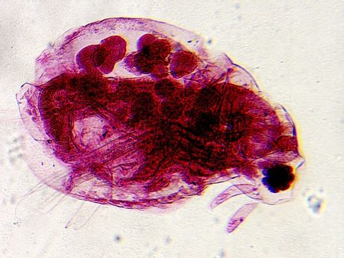 Mikroskop dla dziecka Delta Optical Biolight 300 na Arena.pl