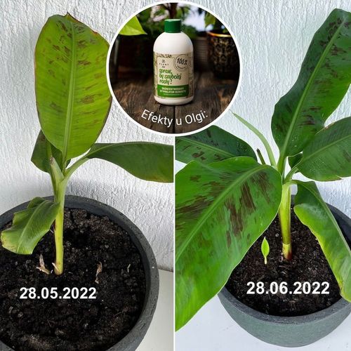 Spraw, by szybciej rosły 500 ml | Plant lover| stymulator wzrostu do roślin na Arena.pl