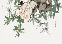 Plakat 35x25cm Owoc Granatu Morimoto Toko Japoński Vintage do Salonu