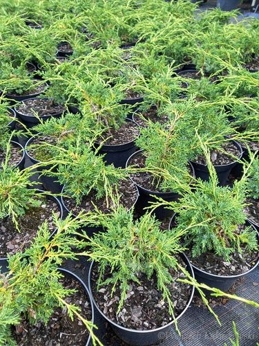Jałowiec Shimpaku doskonała sadzonka na bonsai na Arena.pl
