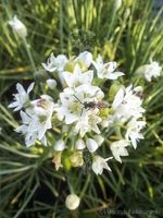 Szczypior czosnkowy o walorach smakowych i ozdobnych