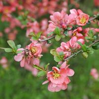 Pigwowiec PINK LADY Różowy Sadzonki w doniczkach Owoce pełne witamin