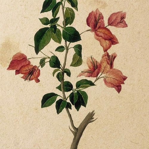 plakat obraz kwiaty vintage a4 na Arena.pl