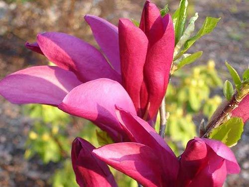 Magnolia Susan P9 na Arena.pl