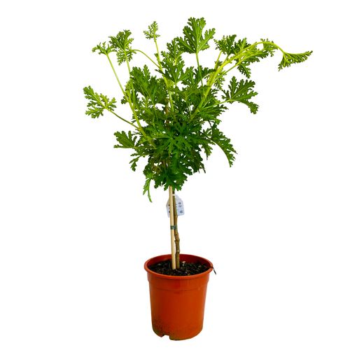 GERANIUM ANGINKA PACHNĄCA (CYTRYNOWA)  80cm na Arena.pl