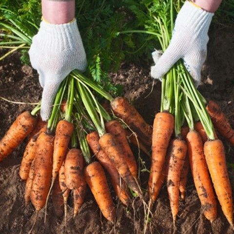 Nawóz Mączka Bazaltowa 25kg Do Róz Kwiatów Roślin Naturalny na Arena.pl