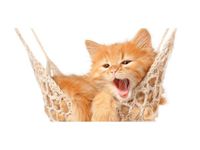 OBRAZ KOTEK JEGO HAMAK