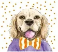 Karnet Kw Pies Pomarańcz