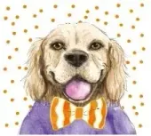 Karnet Kw Pies Pomarańcz