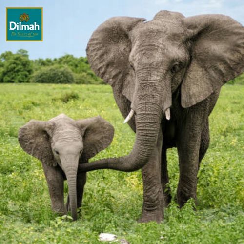 Herbata Zielona Dilmah ZIELONA Z KWIATAMI JAŚMINU 100 Kopert YUM na Arena.pl