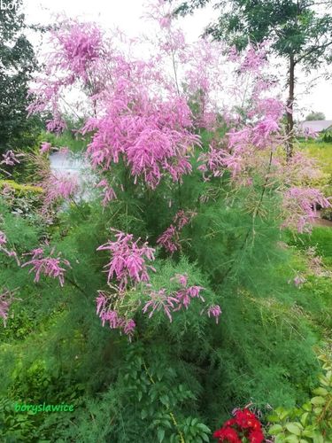 Tamaryszek francuski (Tamarix) w donmiczkach P11, wysokość 20-30 cm na Arena.pl