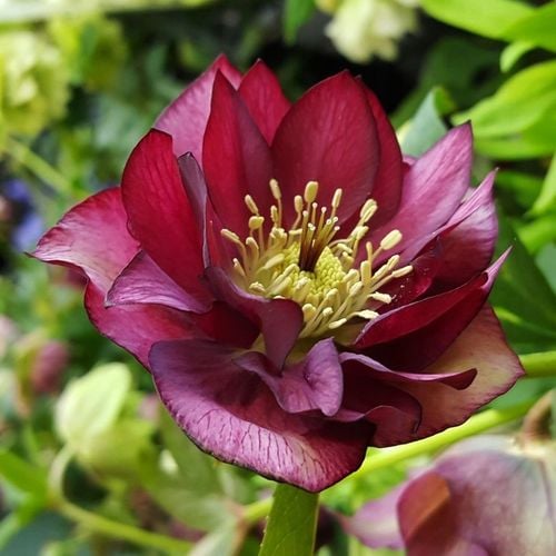 CIEMIERNIK DOUBLE ELLEN RED KWITNIE CAŁĄ ZIMĘ - SADZONKA P11/1 LITR na Arena.pl