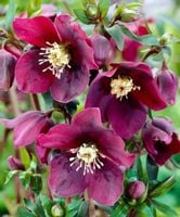 CIEMIERNIK WSCHODNI SINGLE RED GREEN CENTER - sadzonki w doniczkach