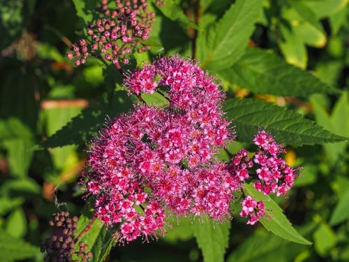 Tawuła japońska ‘Country Red’  Ciemnoróżowa (Spiraea japonica)  Poj. 2.0L na Arena.pl