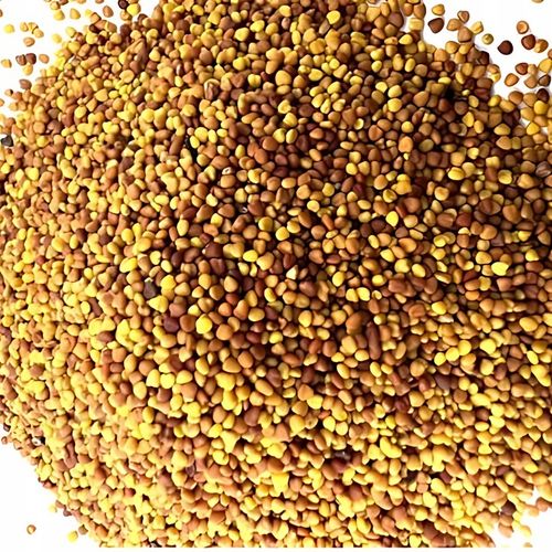 MIKROKONICZYNA NASIONA KONICZYNA DROBNOLISTNA BIAŁA 500G GĘSTA dekoracyjna na Arena.pl