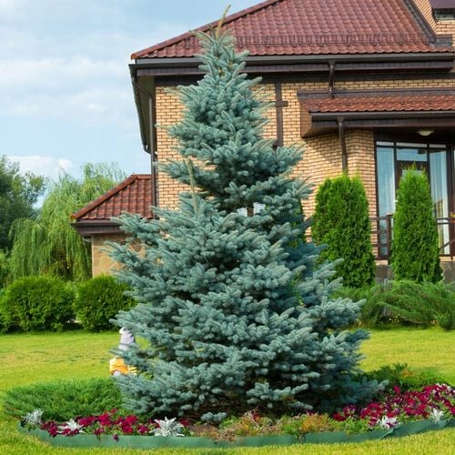 Świerk kłujący HOOPSII Intensywnie srebrzysty Sadzonki w doniczkach C3 na Arena.pl