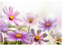 50X70CM DELIKATNE KWIATY OBRAZ POKOJU DREWNINE