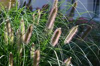 Rozplenica japońska Red Head Pennisetum trawa ozdobna sadzonka