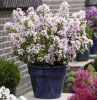 LAGERSTROEMIA WITH LOVE BABE - sadzonki w doniczkach