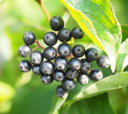 DEREŃ ŚWIDWA Cornus sanguinea NASIONA 150 sztuk - 10g. na Arena.pl