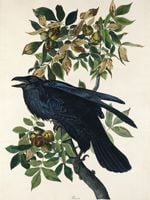 Plakat 30x40cm Kruk, J.J. Audubon, Vintage do Salonu