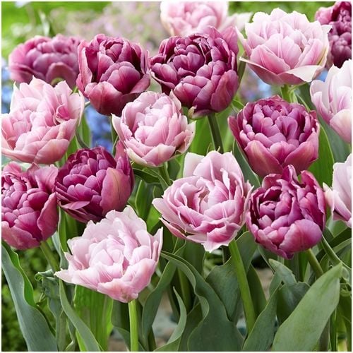 TULIPAN cebulki DOUBLE MIX KOLORY RÓŻU 20 szt. + GRATIS na Arena.pl