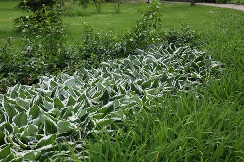 Funkia Hosta 'Crispula' Doniczka 2.0L na Arena.pl