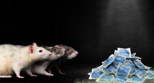 RATIMOR Trutka na szczury i myszy pasta - Trucizna Brodifakum 29ppm na Arena.pl