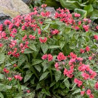 product-compare-57883343